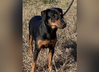 Anny - Ältere Hundedame sucht ihren Prinzessinnenplatz