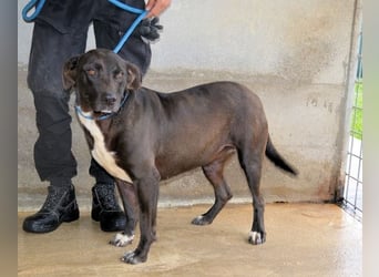 Perlyn - Charmante Ex-Sommerfigur mit Modelpotenzial