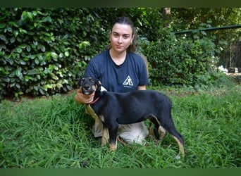 Damiana - ein schüchternes Hundemädchen sucht Sicherheit