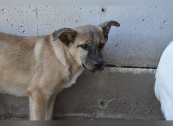 Quarven - Kleiner Hundejunge, was nun?