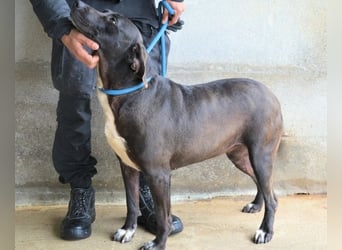 Perlyn - Charmante Ex-Sommerfigur mit Modelpotenzial