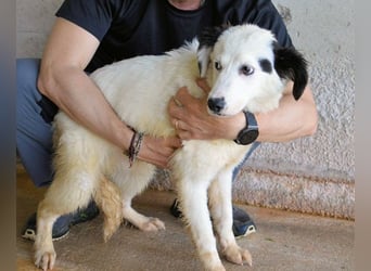 Rylando - Ein Anfang, der nie kam