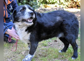 Dino - Gentleman auf Irrwegen