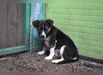 Virox - Kuckuck...hallo...sind da draußen Menschen?