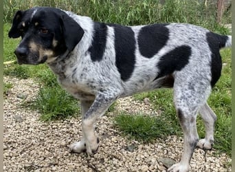 Bice - SOS - Dringend neues Zuhause oder Pflegestelle gesucht /Das hat sie nicht verdient