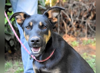 Djamica - fröhliche Junghündin mit offenem Herzen