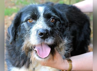 Dino - Gentleman auf Irrwegen