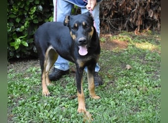 Djamica - fröhliche Junghündin mit offenem Herzen