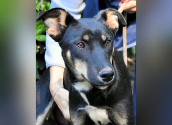 Damiana - ein schüchternes Hundemädchen sucht Sicherheit
