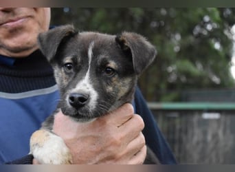 Virox - Kuckuck...hallo...sind da draußen Menschen?