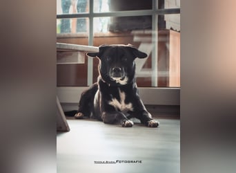 Nikulas - Hallo neues Glück!