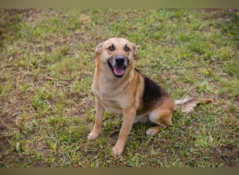 Chip 267225 sucht ein Zuhause