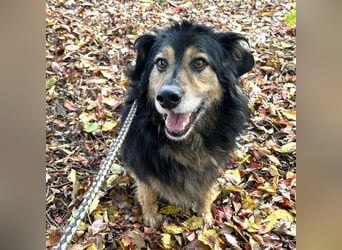 Lennox: treuer Begleiter sucht Familie
