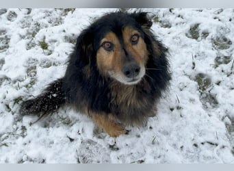 Lennox: treuer Begleiter sucht Familie