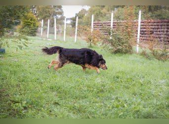 Lennox: treuer Begleiter sucht Familie
