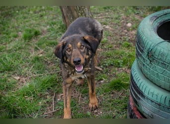 Joschi: Vertrauen durch Geduld