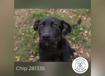 Chip 281335 sucht ein zu Hause