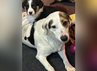 Kira sucht ein Zuhause