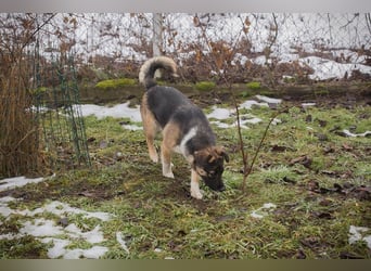 Suki- Schäfermix sucht ein Zuhause