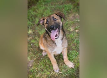 Chip 267512 sucht ein Zuhause