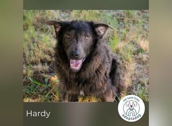 Hardy: Sensibler Rüde sucht Halt