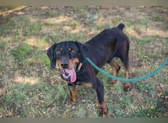 Chip 2217375 sucht ein Zuhause