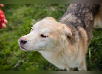 Viola sucht ein Zuhause