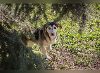 Chip 272130 sucht ein Zuhause