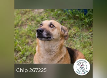 Chip 267225 sucht ein Zuhause