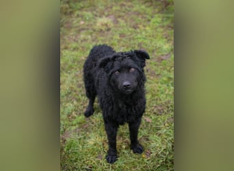 Nox: Treuer Begleiter