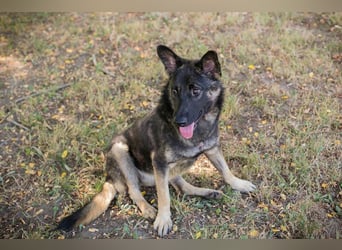 Chip 263755 sucht ein Zuhause