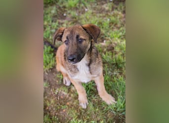 Chip 267512 sucht ein Zuhause