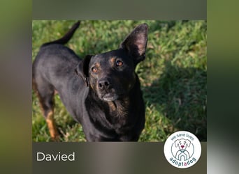 Davied 271505 sucht ein zu Hause