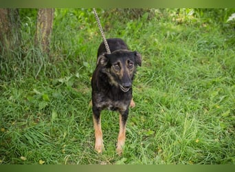 Alani: Sucht ein liebevolles Zuhause