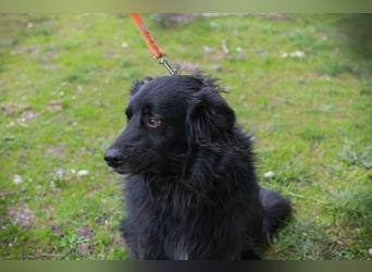 Bella Ember sucht ein Zuhause