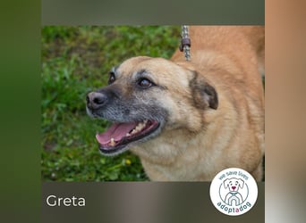Greta 214599 sucht ein zu Hause