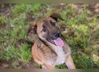 Chip 267512 sucht ein Zuhause