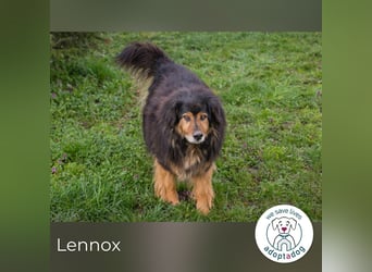 Lennox: treuer Begleiter sucht Familie