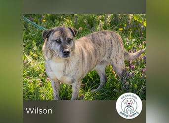 Wilson 203705 sucht ein zu Hause