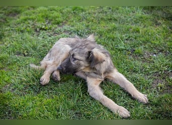 Chip 269459 sucht ein Zuhause