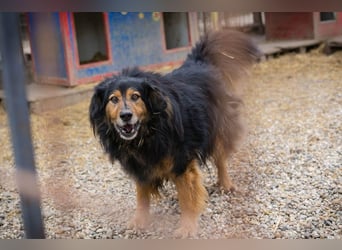 Lennox: treuer Begleiter sucht Familie