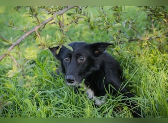 Rosie: sucht ein Zuhause