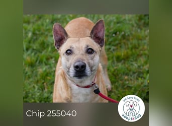 Chip 255040 sucht ein Zuhause