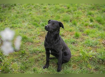 Chip 221493 sucht ein Zuhause