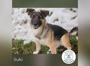 Suki- Schäfermix sucht ein Zuhause