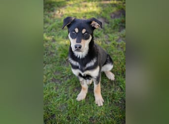 Chip 271760 sucht ein Zuhause