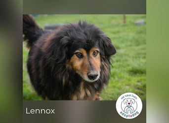 Lennox: treuer Begleiter sucht Familie
