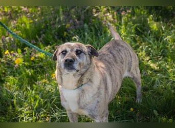 Wilson 203705 sucht ein zu Hause