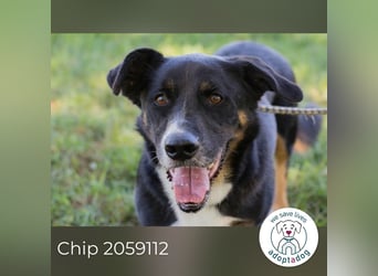 Chip 2059112 sucht ein Zuhause