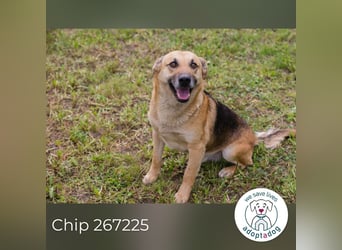 Chip 267225 sucht ein Zuhause